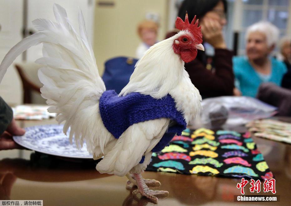 不適應寒冬下蛋少 美國老人給雞織毛衣助保暖（圖）