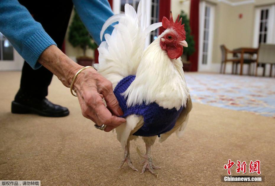 不適應寒冬下蛋少 美國老人給雞織毛衣助保暖（圖）