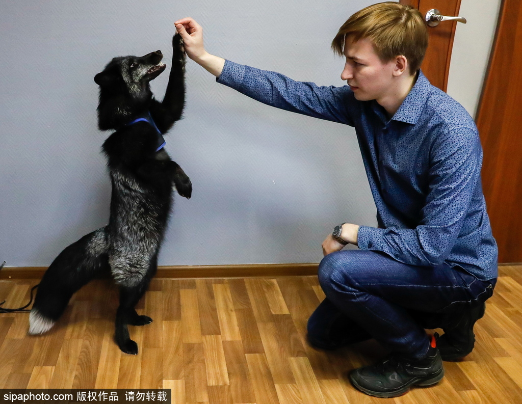 戰斗民族培育新寵物 俄羅斯科學家馴養狐貍乖巧能干