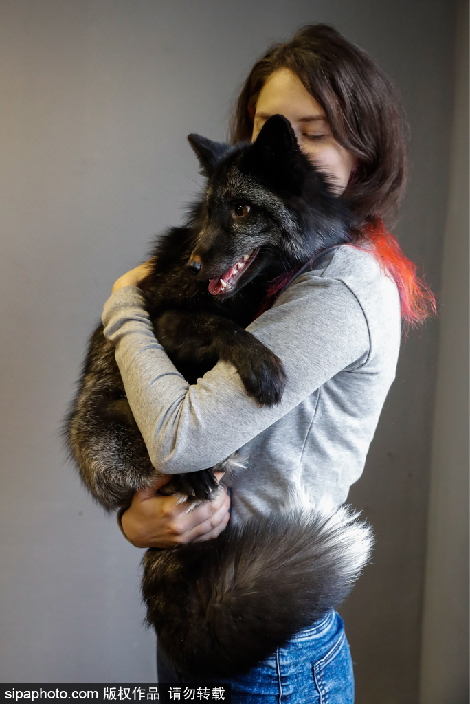 戰斗民族培育新寵物 俄羅斯科學家馴養狐貍乖巧能干