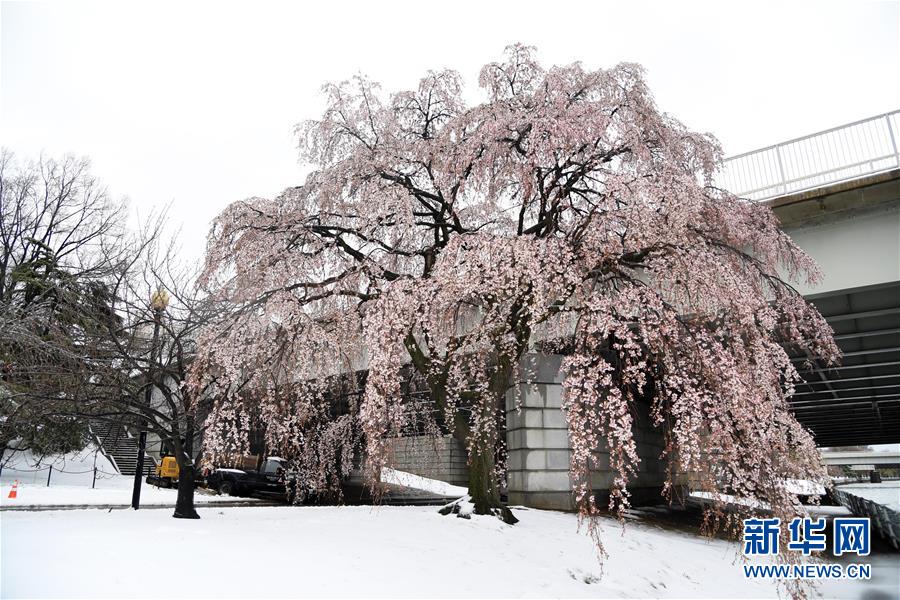 美國東北部遭遇暴風(fēng)雪 數(shù)千航班取消（組圖）