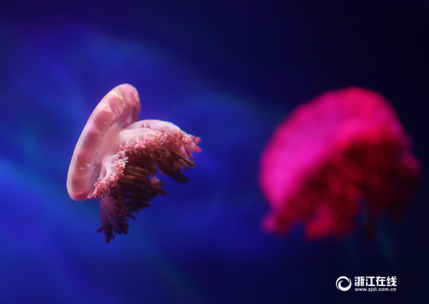 中國濕地博物館舉辦水母展 500多只水母近距離看（組圖）