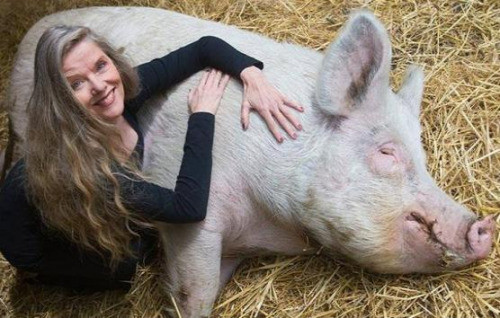 不會(huì)被宰還享受按摩?荷蘭農(nóng)場(chǎng)成“豬的樂土”