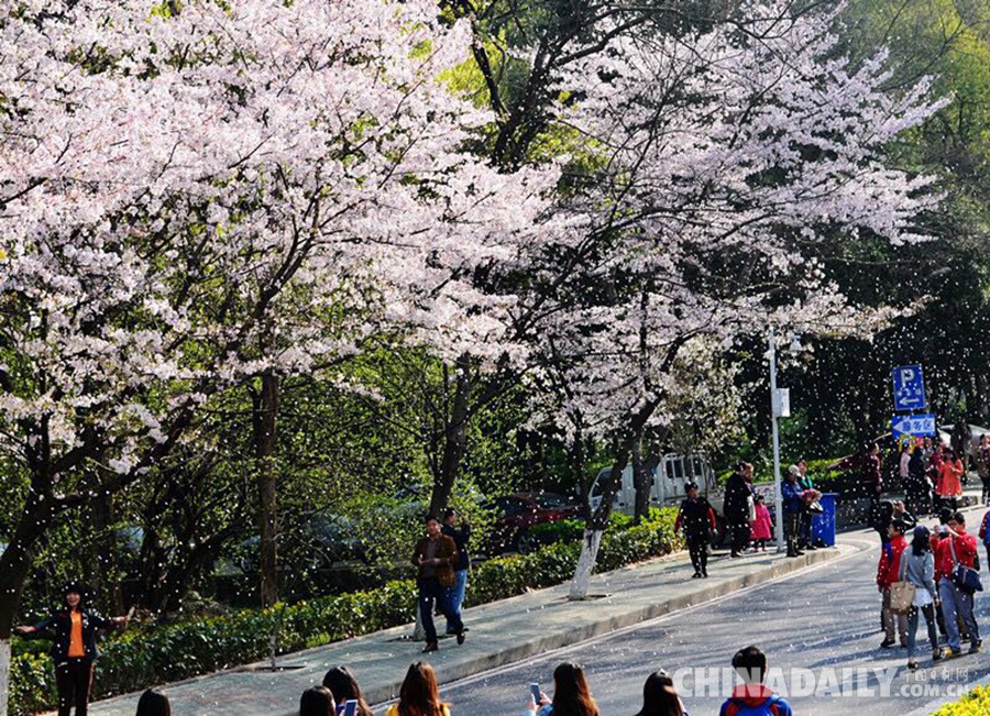 武大賞櫻預約火熱 每天1.5萬預約名額被秒光