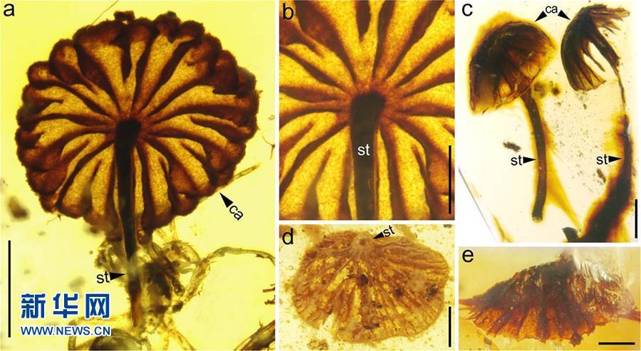 科學家發現迄今最古老的完整蘑菇化石