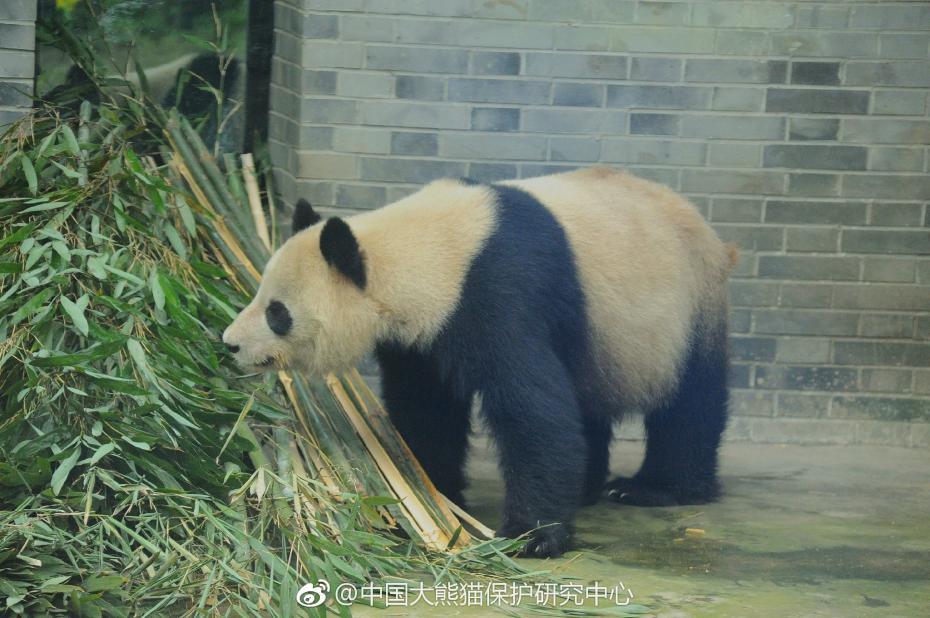 食欲不錯！大熊貓“蜀蘭”回四川開啟養老生活