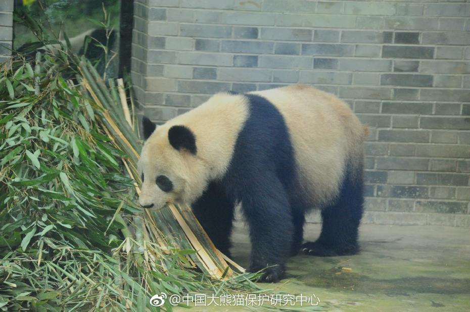 食欲不錯(cuò)！大熊貓“蜀蘭”回四川開啟養(yǎng)老生活