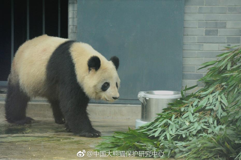 食欲不錯(cuò)！大熊貓“蜀蘭”回四川開(kāi)啟養(yǎng)老生活