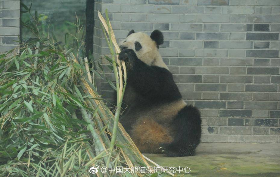 食欲不錯！大熊貓“蜀蘭”回四川開啟養(yǎng)老生活