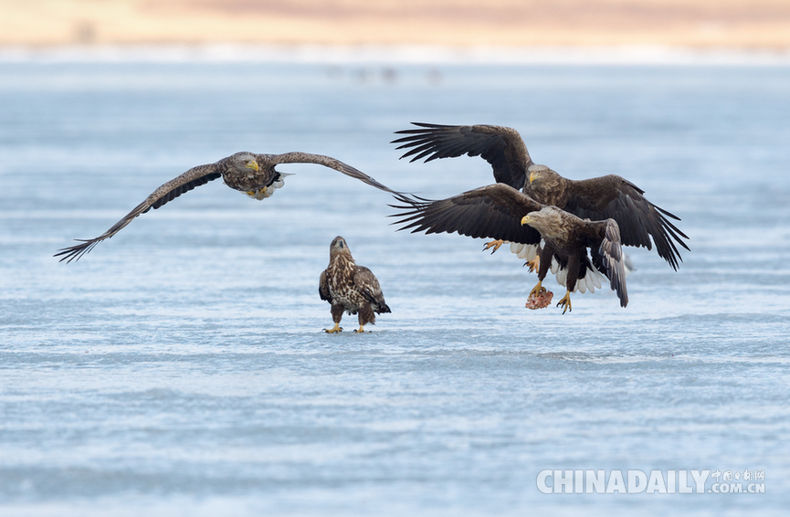 中俄兩國(guó)居民攜手賞雁護(hù)鳥
