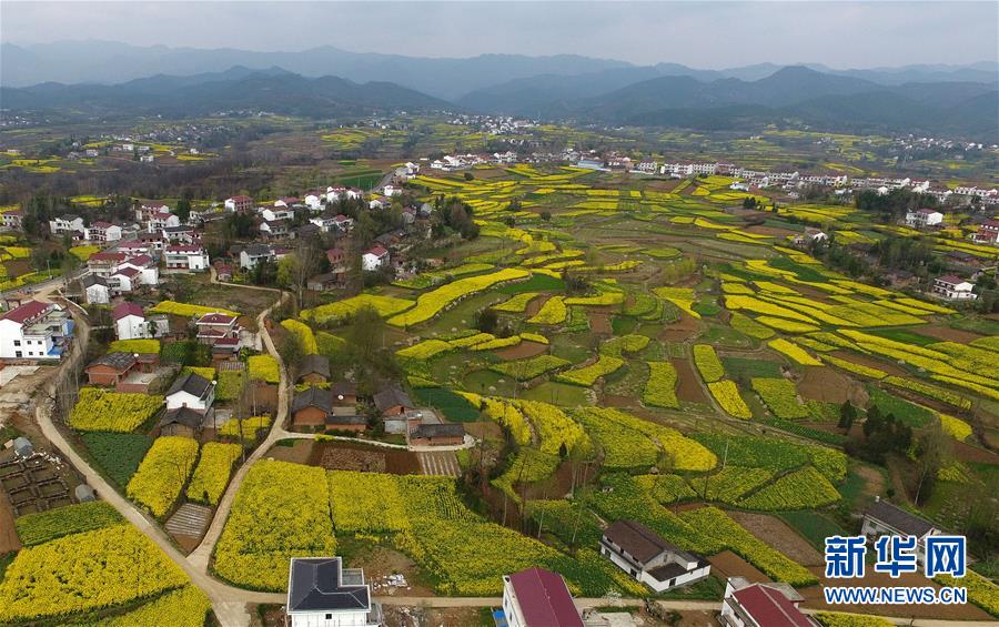 陜西漢中：風過田野菜花黃