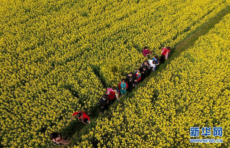 陜西漢中：風過田野菜花黃