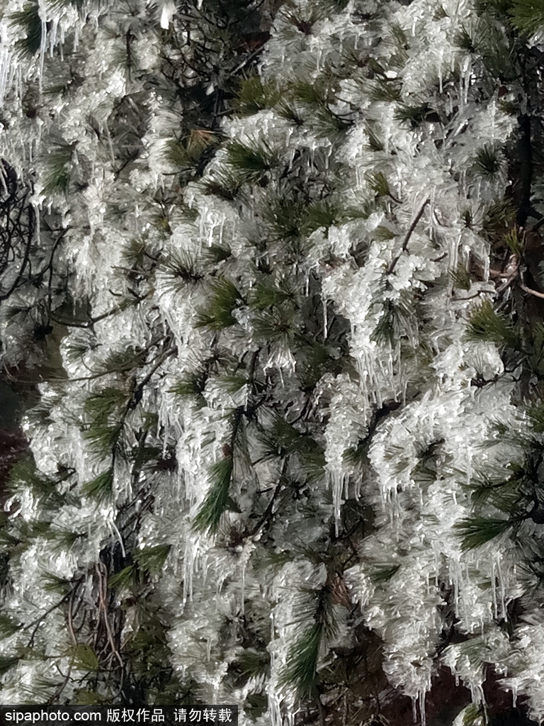 這個(gè)冬季太漫長(zhǎng)？ 盤(pán)點(diǎn)霧凇冰掛美景讓你忘記季節(jié)時(shí)間