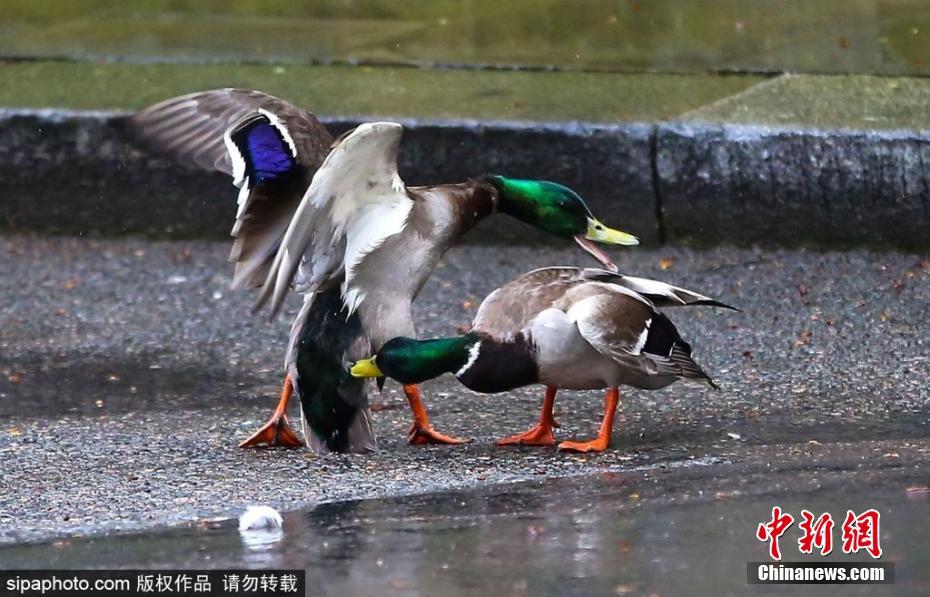 膽大包天！兩只鴨子在英國首相府前激戰