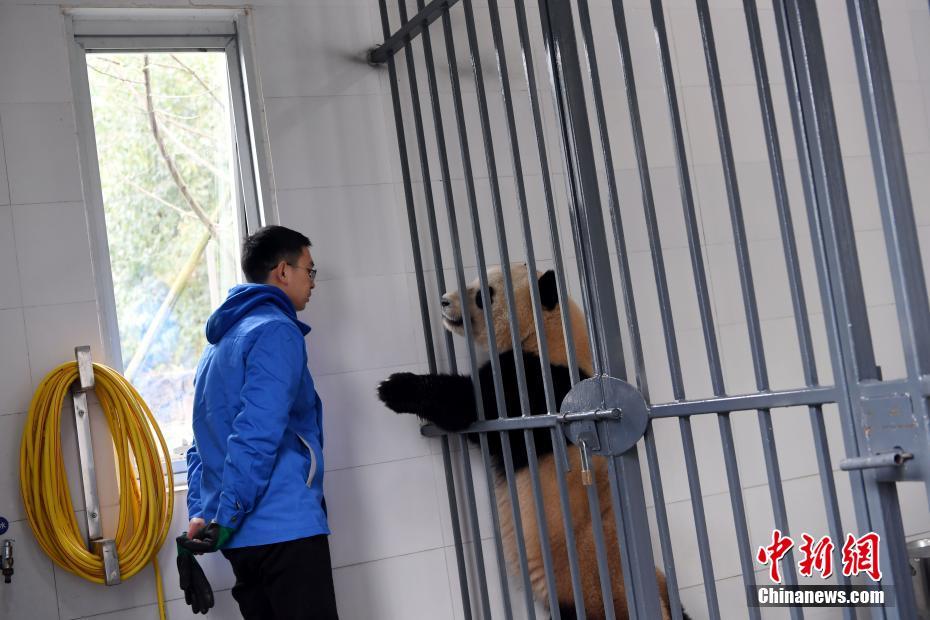 旅美大熊貓“寶寶”入住新家