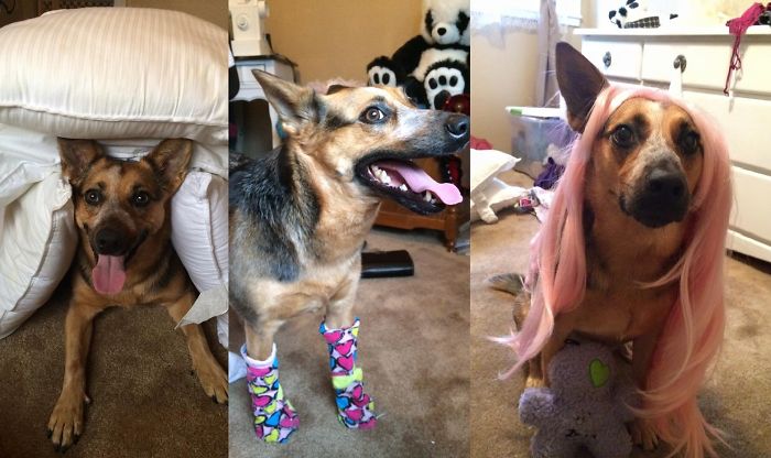 喜歡捉弄愛寵嗎？看看這些奇葩是怎么玩的