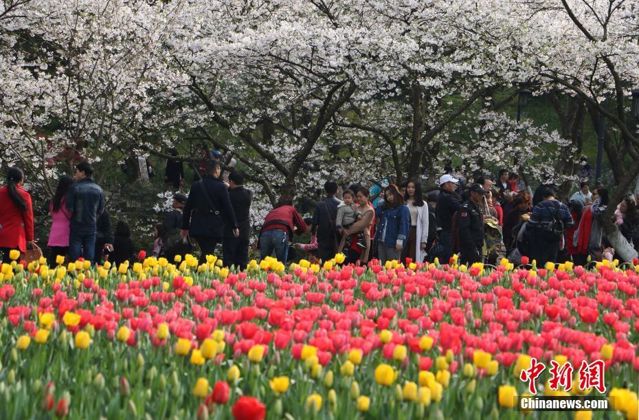 杭州太子灣公園繁花似錦