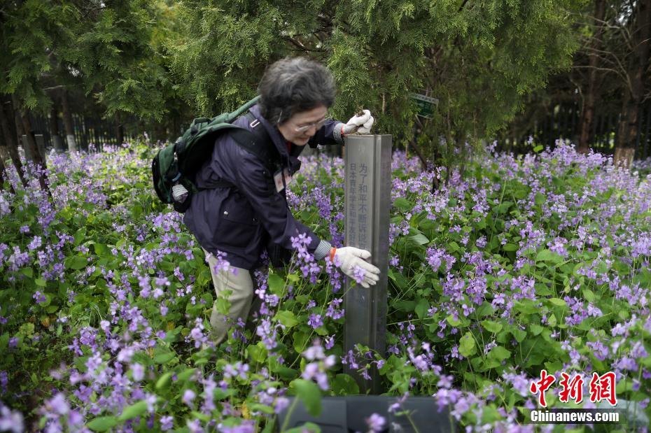 日本植樹訪華團走進南京種“和平”