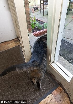 這些動物是要成精嗎？（圖）