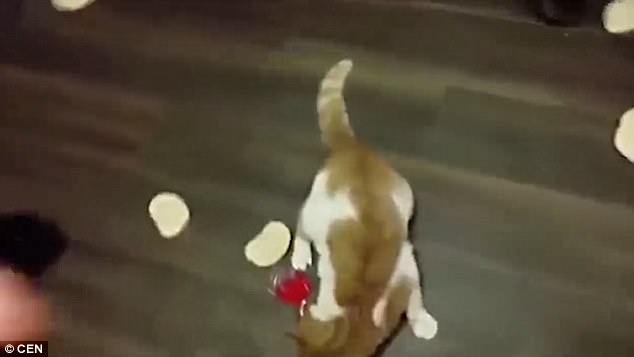 放開我的面包！“執著”小貓網絡走紅（圖）