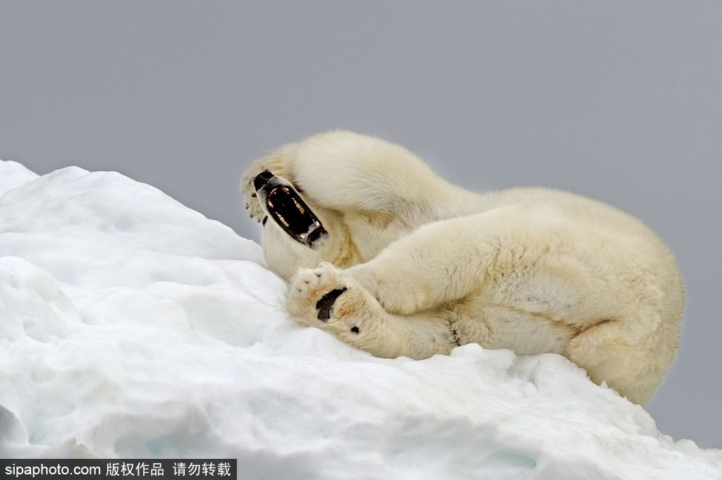 盤點動物慵懶百態(tài) 伸懶腰打呵欠萌態(tài)十足