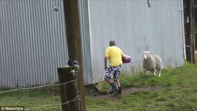別以為我溫柔！憤怒綿羊沖向農民一幕