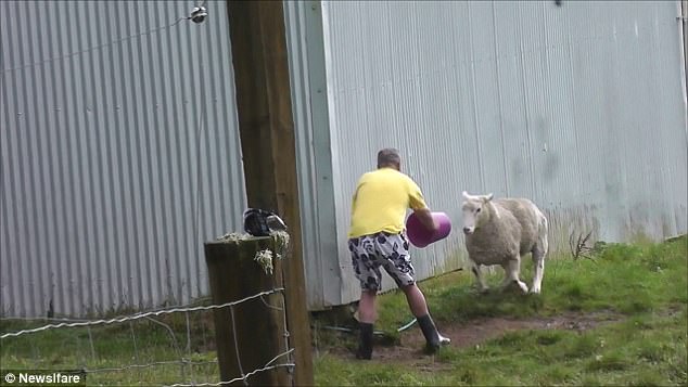 別以為我溫柔！憤怒綿羊沖向農民一幕
