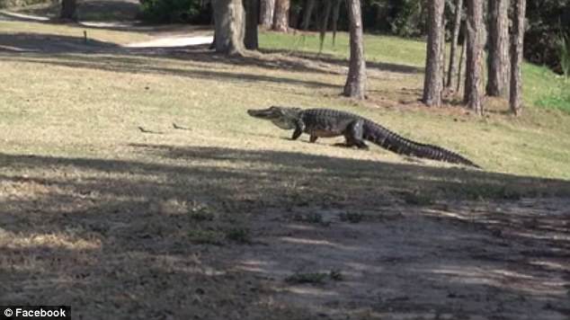 這些殺手有點萌！16條鱷魚寶寶跟著媽媽喬遷新居