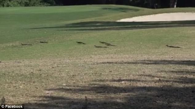 這些殺手有點萌！16條鱷魚寶寶跟著媽媽喬遷新居