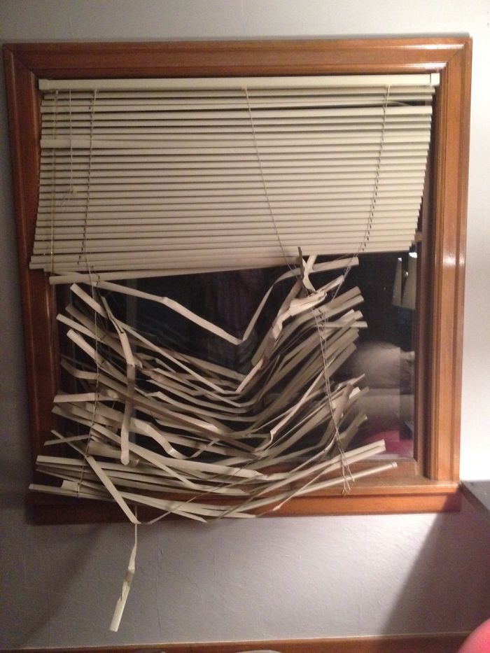 都是主人的錯！當你讓寵物獨自留在家中之后