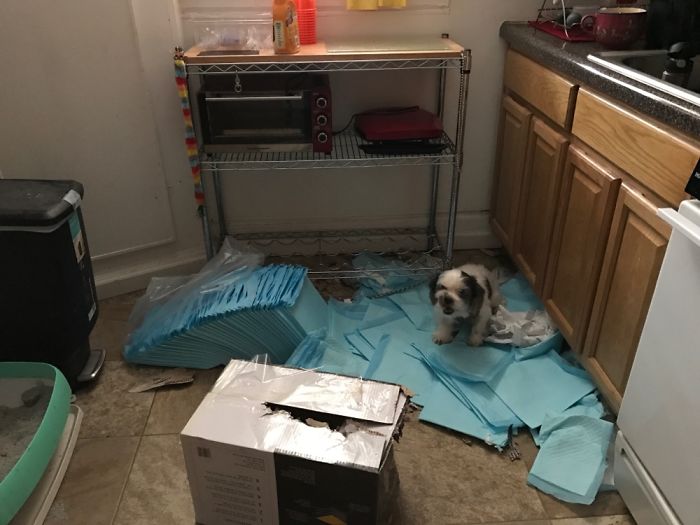 都是主人的錯！當你讓寵物獨自留在家中之后