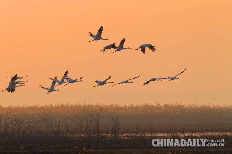 2000只白鶴會集吉林鎮賚 唱響春天的序曲