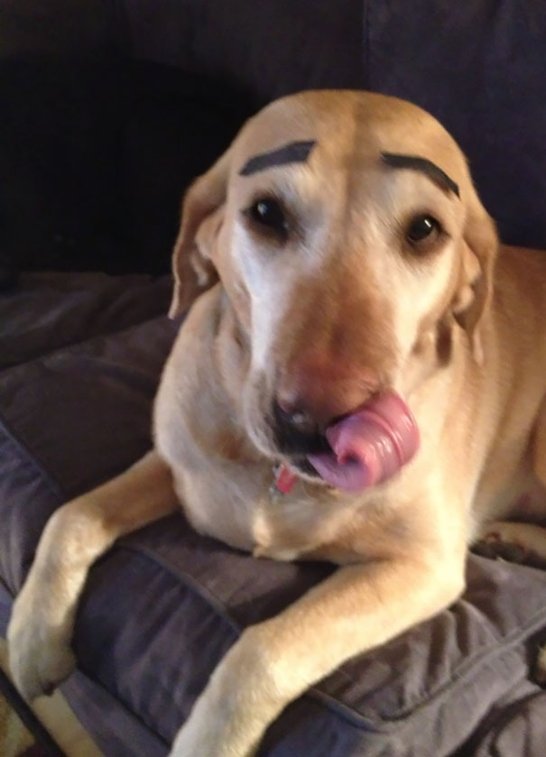 當“不靠譜”人類接管你的寵物之后……