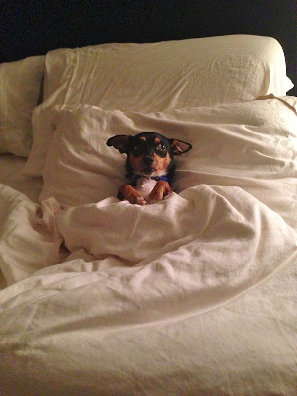 當“不靠譜”人類接管你的寵物之后……