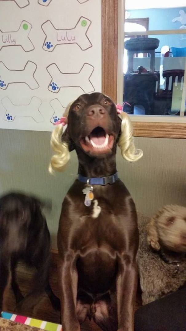 當“不靠譜”人類接管你的寵物之后……