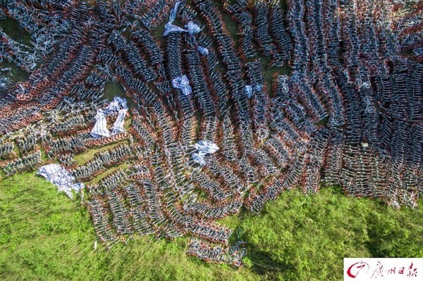 航拍廣州共享單車中轉站　密密麻麻如彈簧