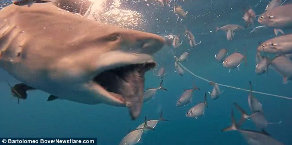 屏住呼吸！鯊魚捕食特寫畫面曝光