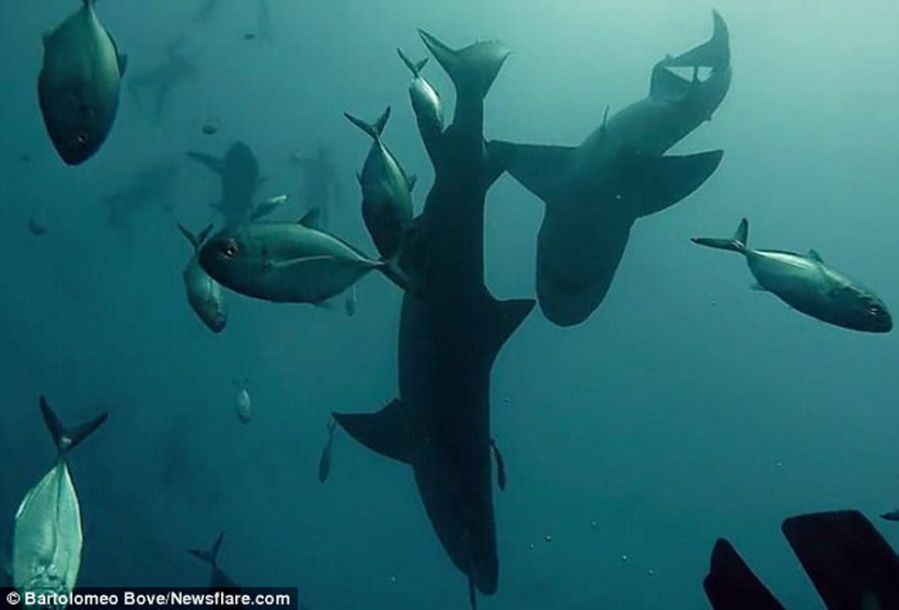 屏住呼吸！鯊魚(yú)捕食特寫(xiě)畫(huà)面曝光