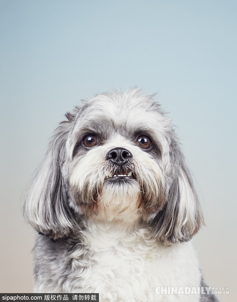 肖像藝術家為狗狗拍攝“證件照” 小家伙嚴肅可愛