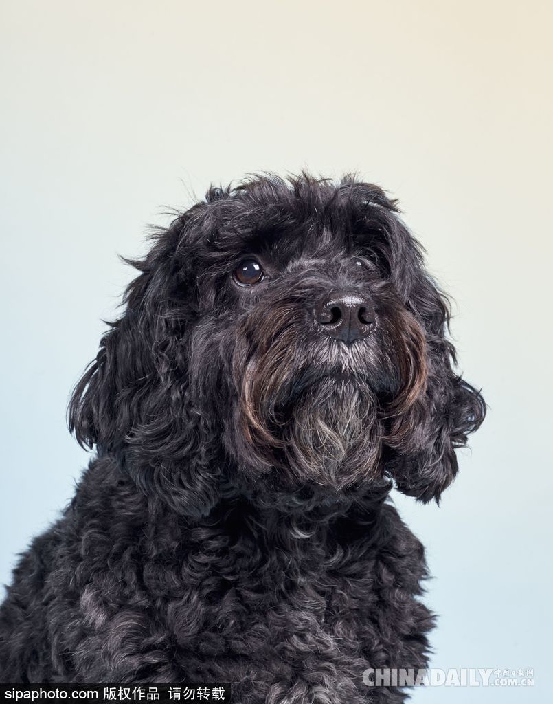 肖像藝術家為狗狗拍攝“證件照” 小家伙嚴肅可愛