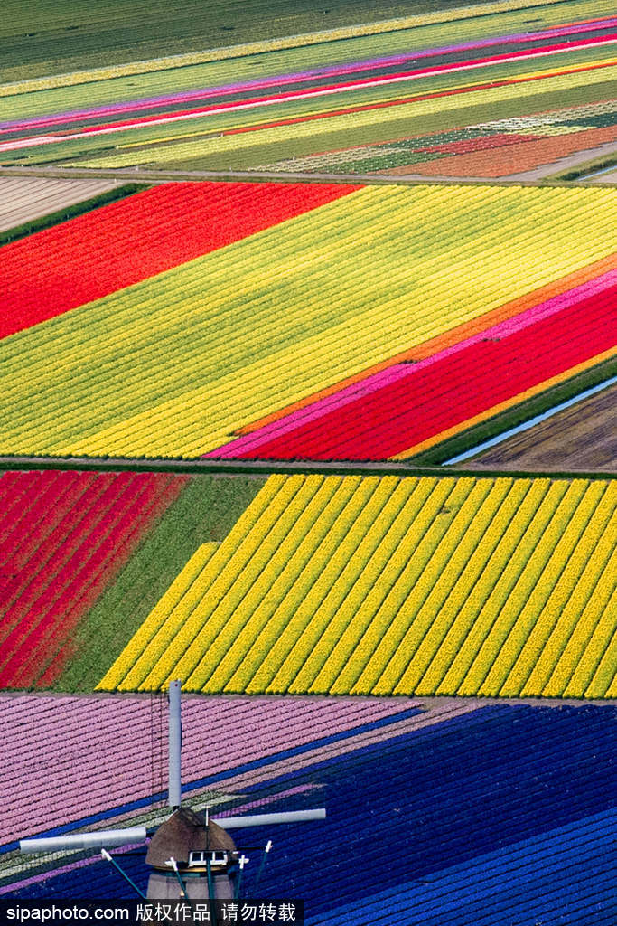 航拍荷蘭飛躍迷人郁金香花田 五彩繽紛如錦毯