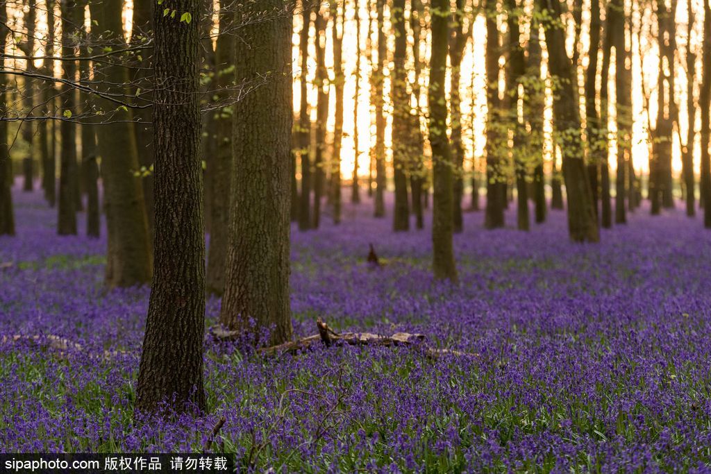 英國各地春光宜人 風(fēng)鈴草盛開如畫