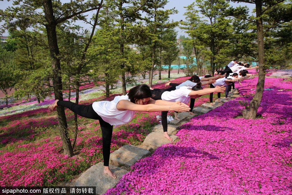 江蘇瑜伽愛好者花海林間展現(xiàn)運動之美 愉悅身心成靚麗風景