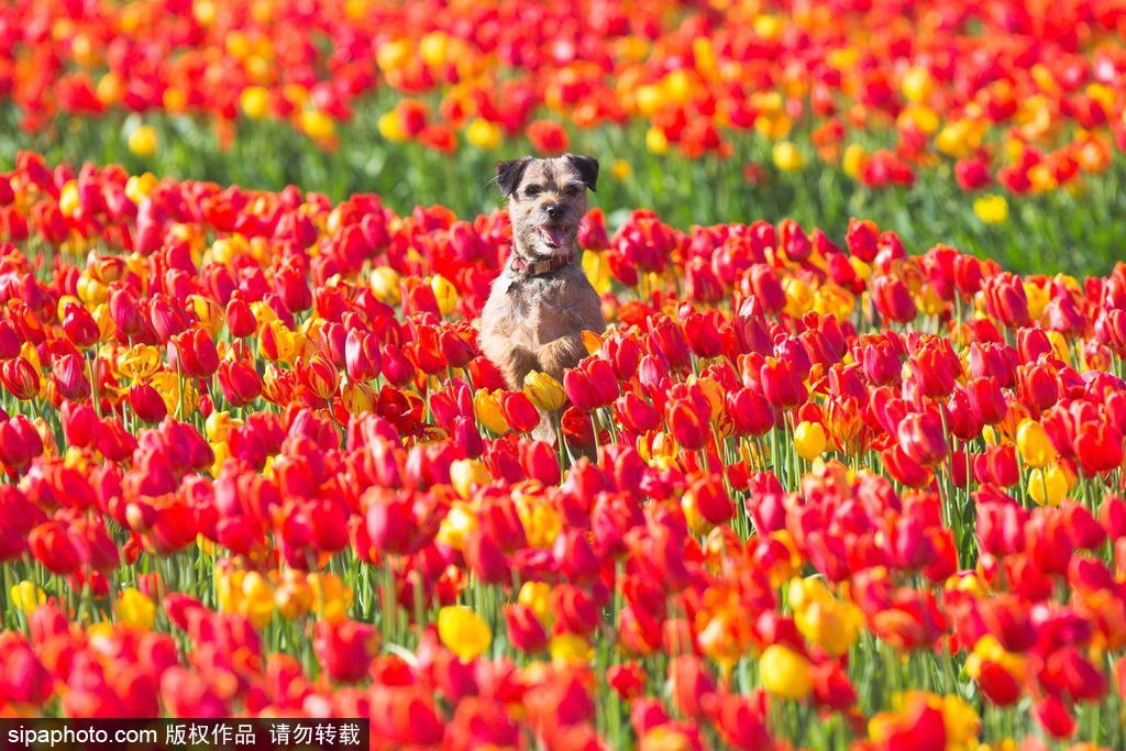 不一定要去荷蘭 英國諾?？丝び艚鹣慊ㄌ锷手?/></p>

<p class=