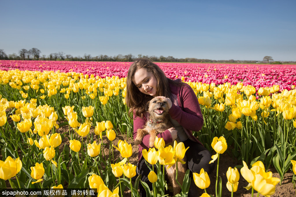 不一定要去荷蘭 英國諾福克郡郁金香花田色彩之旅