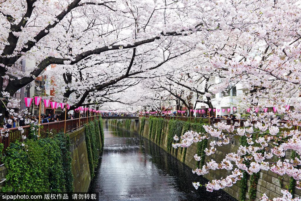 日本櫻花季之目黑河畔 絕美夢幻陶醉春光