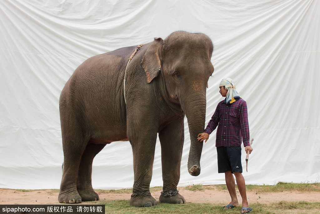 世界這么大!不一定要去迪拜撿垃圾 盤點世界奇葩工種
