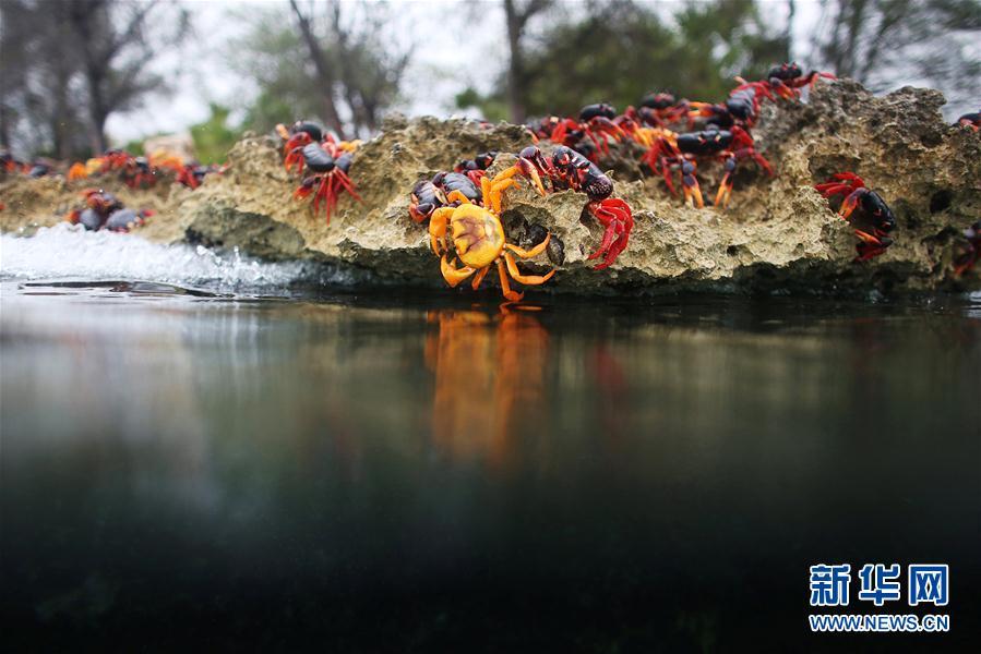 古巴吉隆灘螃蟹產卵