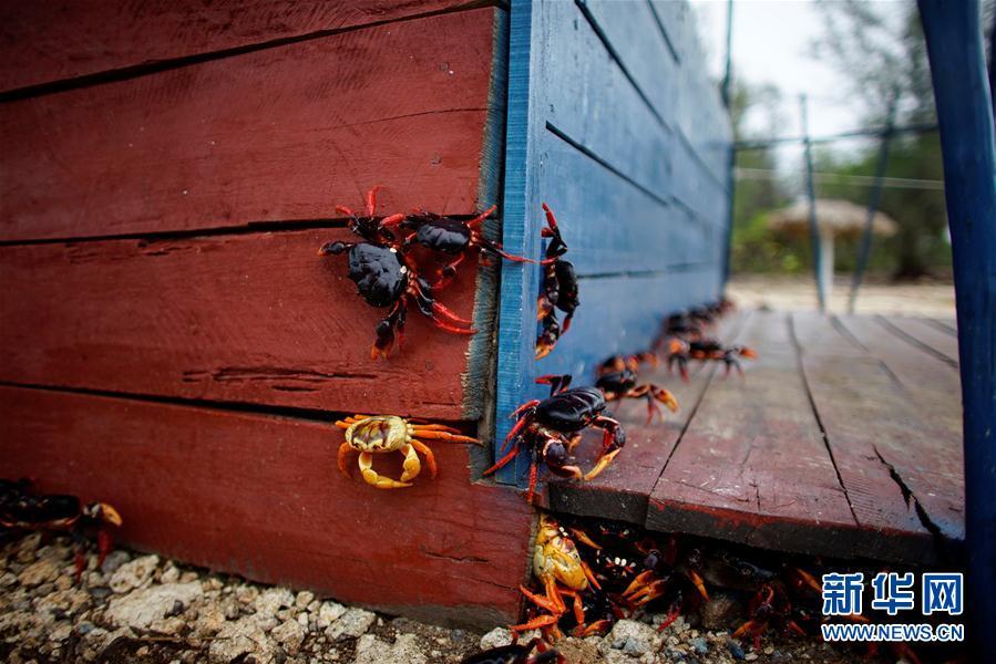 古巴吉隆灘螃蟹產(chǎn)卵