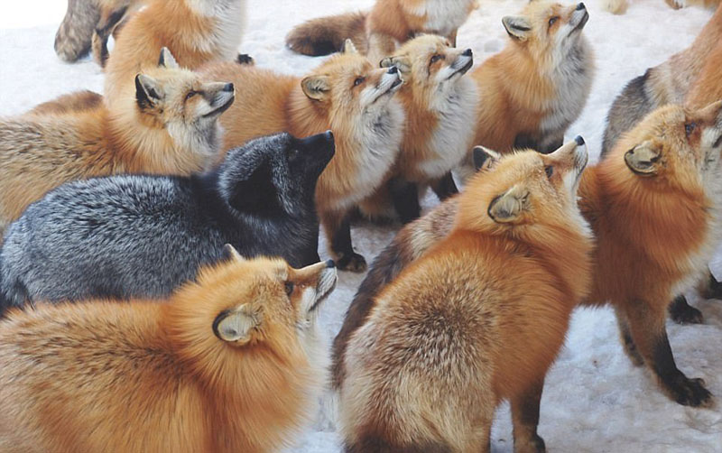 動物天堂！細數全球被動物“占領”的勝地